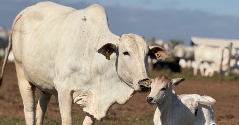 Novilhas superprecoces ampliam produção de bezerros sem expandir pastagens