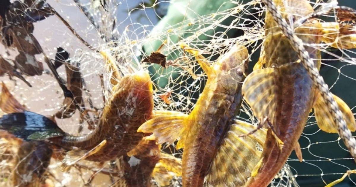 Peixes expõem pressão ambiental em três rios do Oeste do Paraná