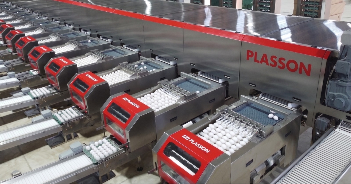 Além do Equipamento: A Solução de Ponta a Ponta que Transforma a Avicultura de Postura