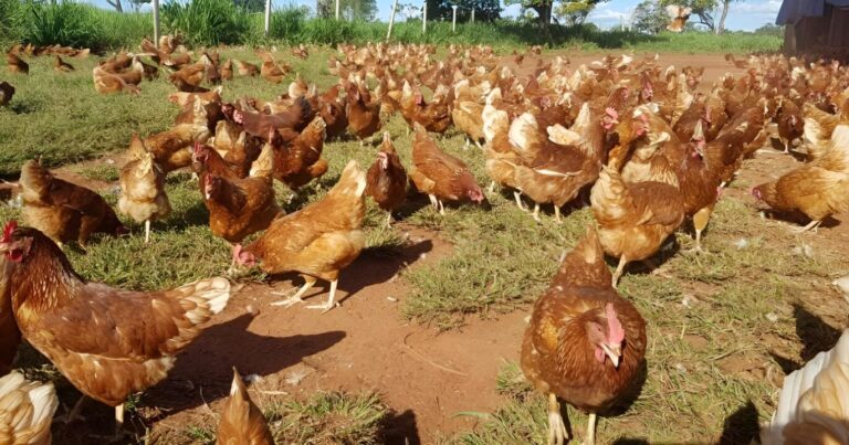 Produção orgânica de ovos pode elevar emissões no Reino Unido