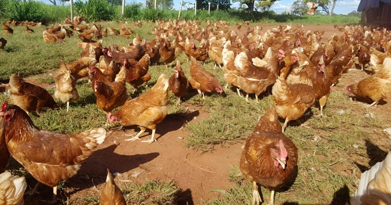 Produção orgânica de ovos pode elevar emissões no Reino Unido