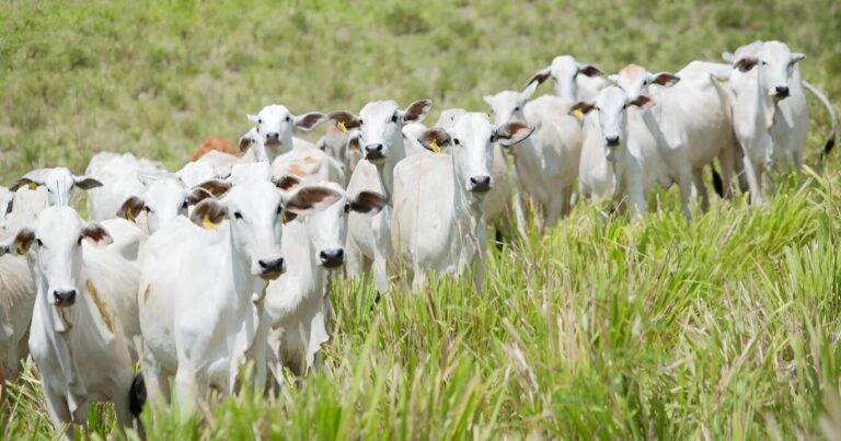 Restrição a antimicrobianos acelera busca por alternativas na nutrição animal