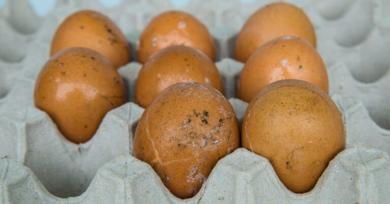 EUA recolhem mais de 19 milhões de ovos por risco de salmonela