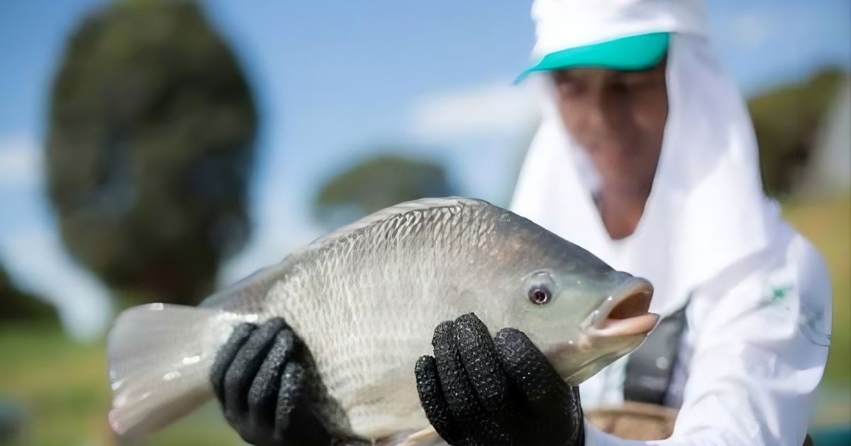 Peixe BR pede revisão de regras para incentivos à tilápia em Mato Grosso do Sul