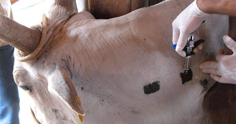 Reino Unido conclui fase de campo de vacina contra tuberculose bovina