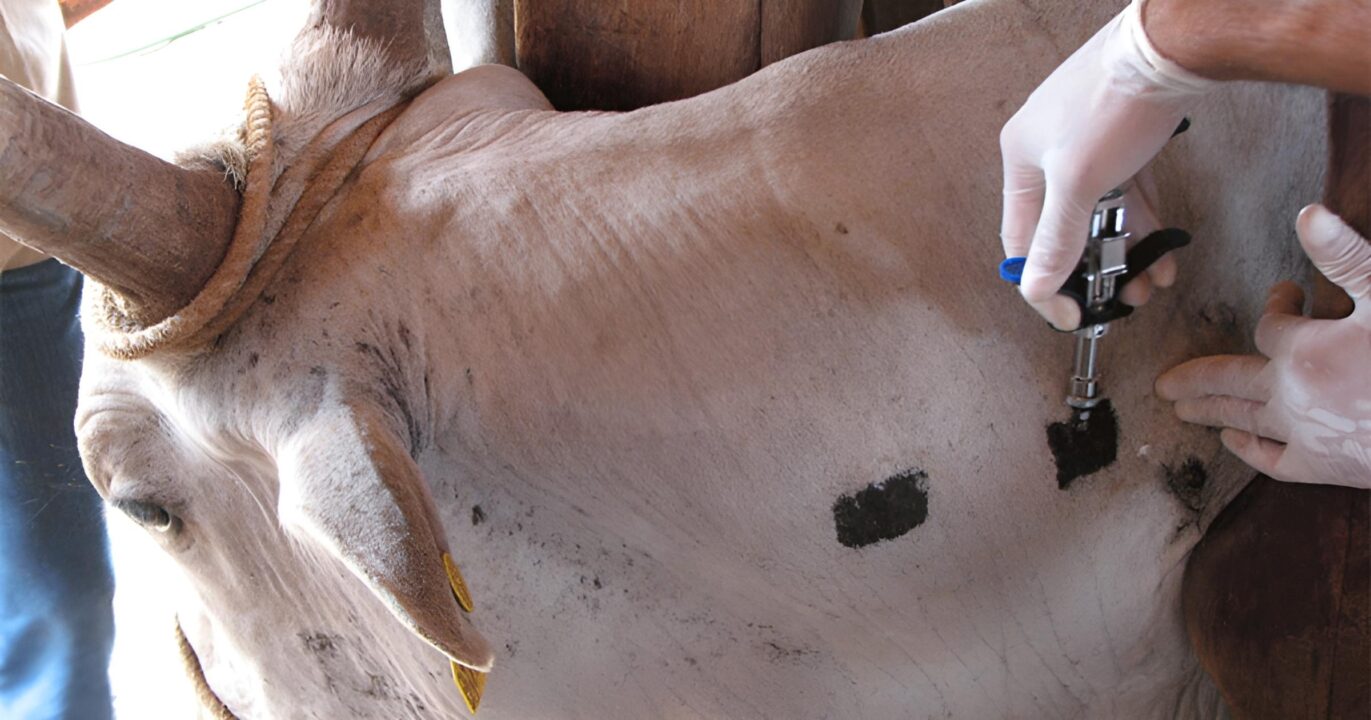 Reino Unido conclui fase de campo de vacina contra tuberculose bovina