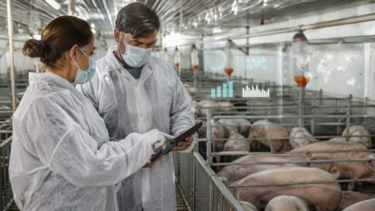 Dados ganham peso no diagnóstico sanitário da suinocultura
