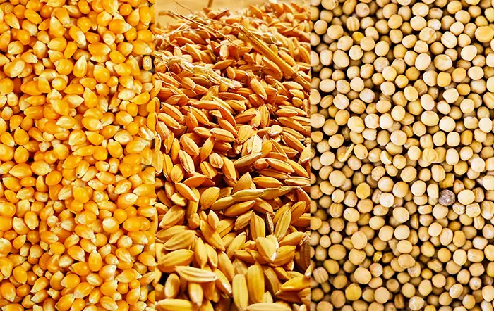 Milho avança na colheita enquanto soja e sorgo ampliam produção