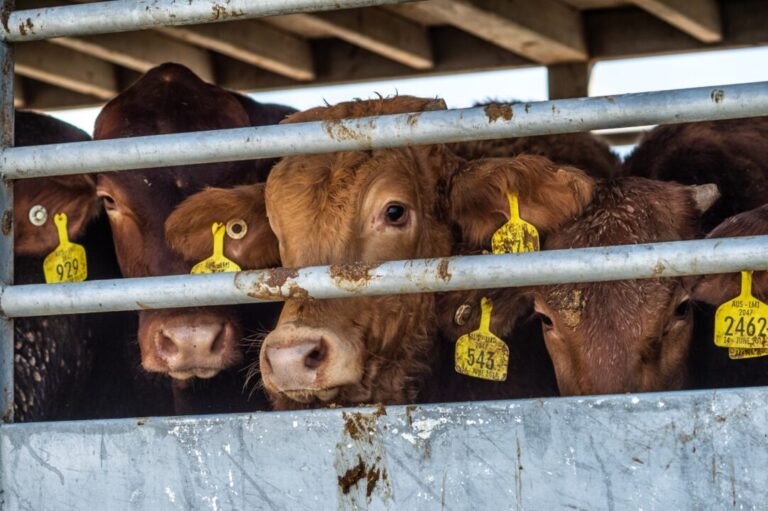 Congresso debate restrições à exportação de animais vivos