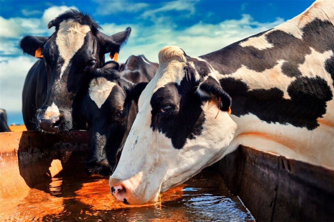 ADM destaca evolução das soluções nutricionais para aquicultura e pecuária na Expointer 2026
