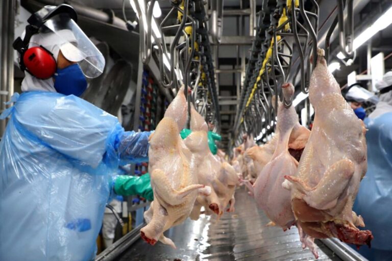 Carnes de aves avançam 44,1% nas exportações brasileiras em agosto