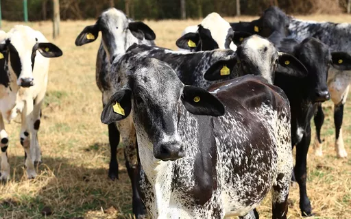 Projeto prepara mil bezerras Girolando para pequenos produtores no Ceará