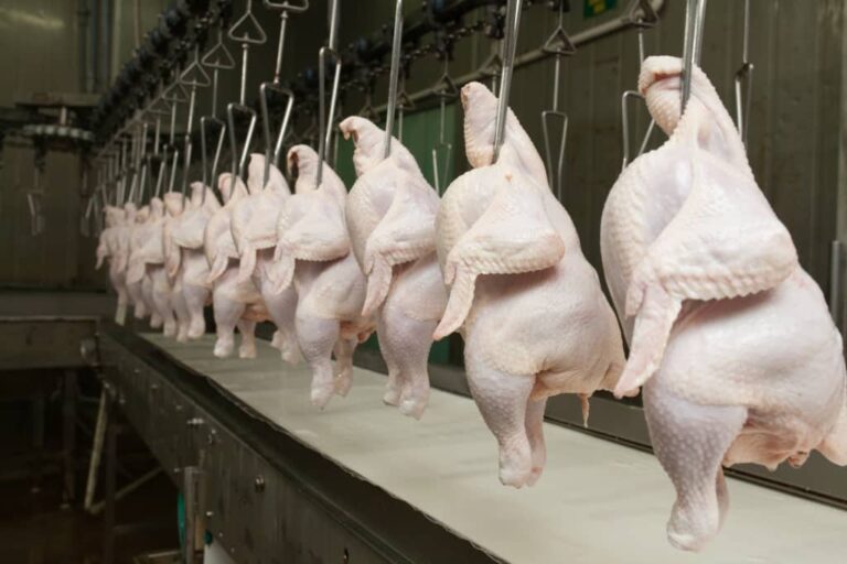 Carne de frango reage no mercado e exportações atingem ritmo recorde
