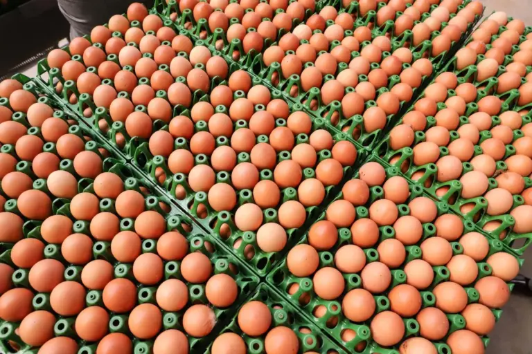 Instituto Ovos Brasil avalia sustentabilidade na produção de ovos