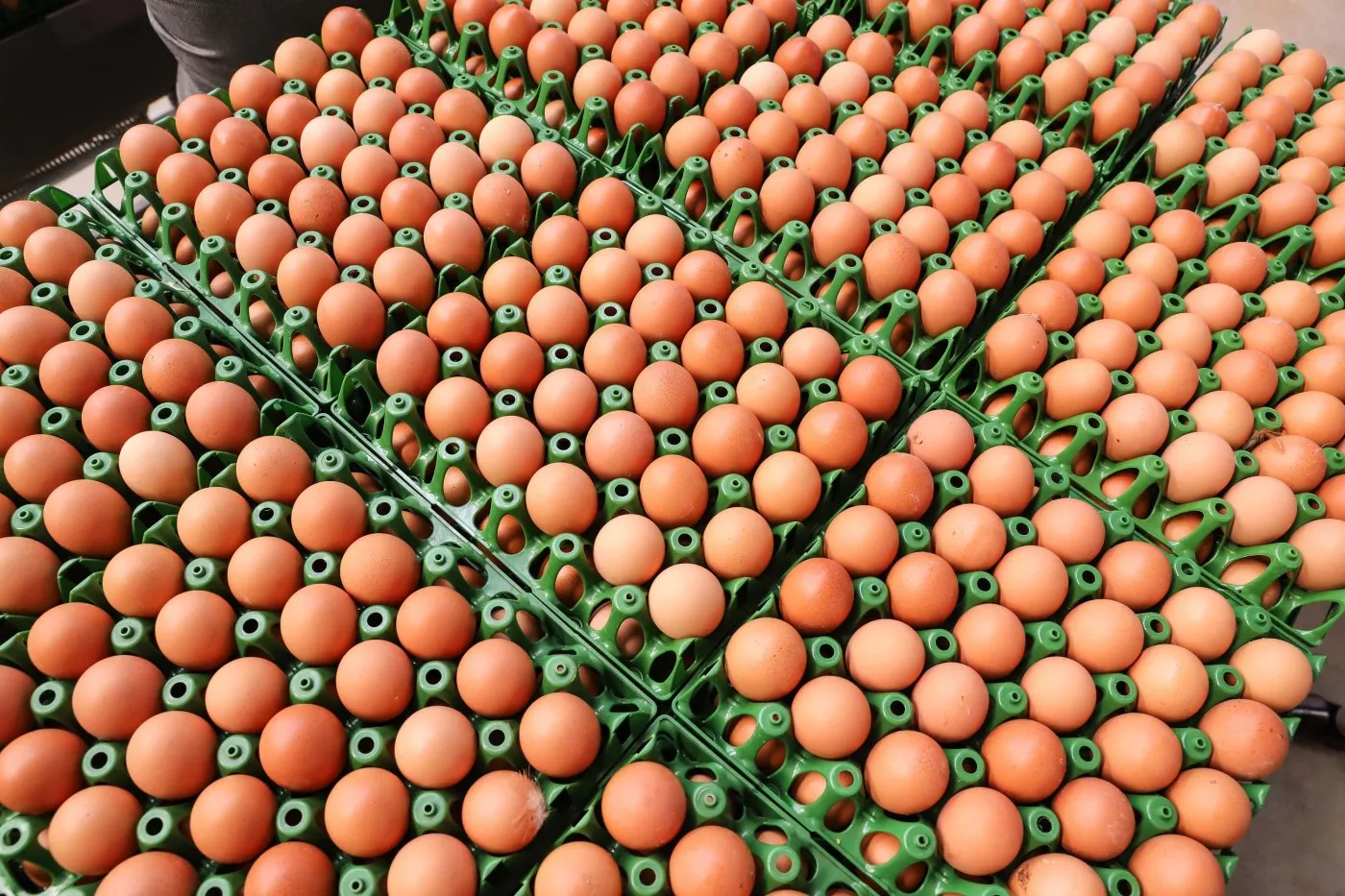 Instituto Ovos Brasil avalia sustentabilidade na produção de ovos