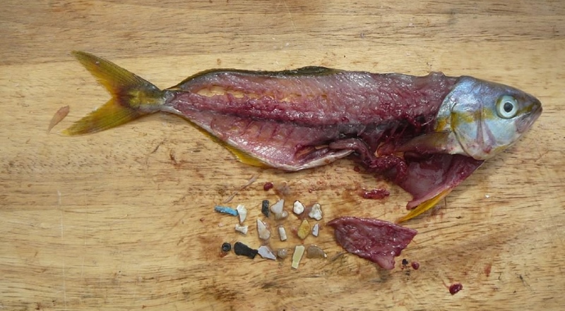 Microplásticos na água mobilizam pesquisas sobre efeitos em peixes