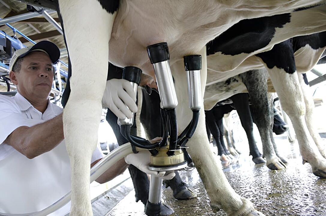 Produção de leite avança no Ceará e alimentação pesa nos custos dos suínos