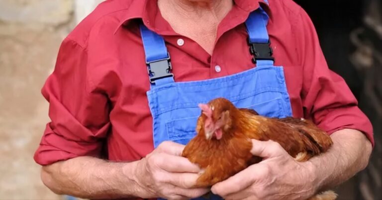 Dia do Avicultor reforça biosseguridade nas granjas brasileiras
