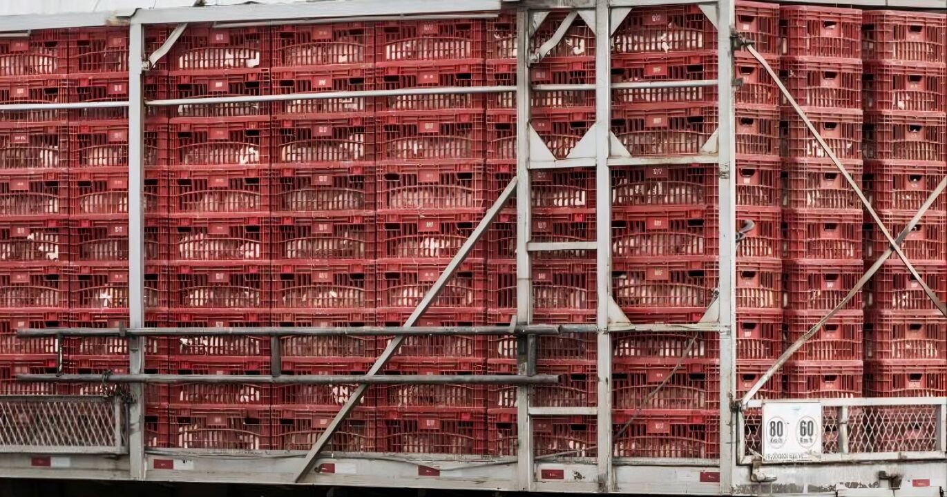 Rússia suspende trânsito de carne de aves da UE