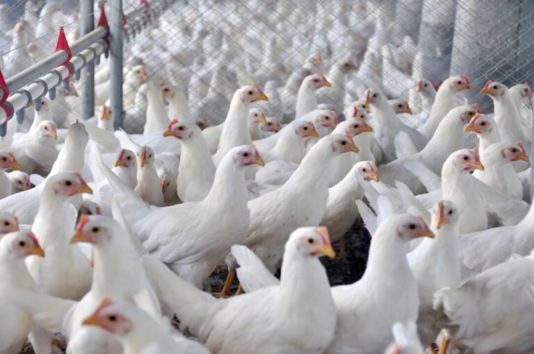Comércio de aves entre China e Rússia muda de direção em 2026
