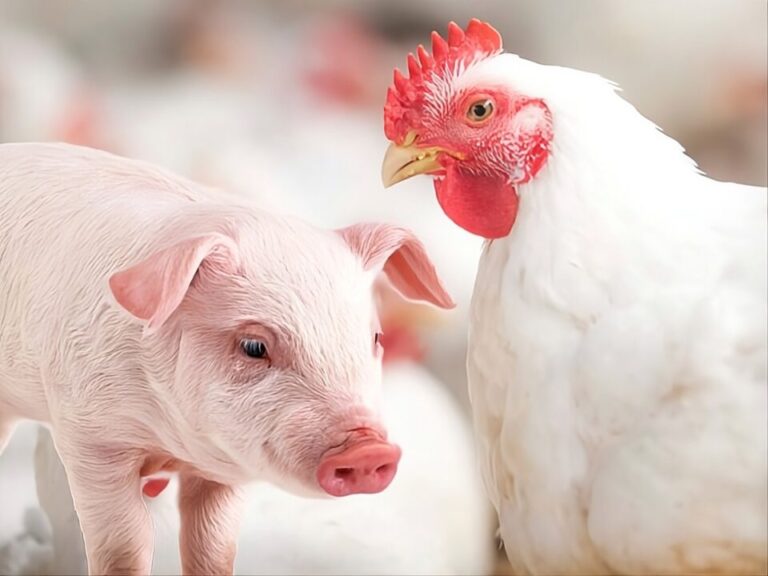 Aves e suínos puxam alta de 5,4% na produção de rações
