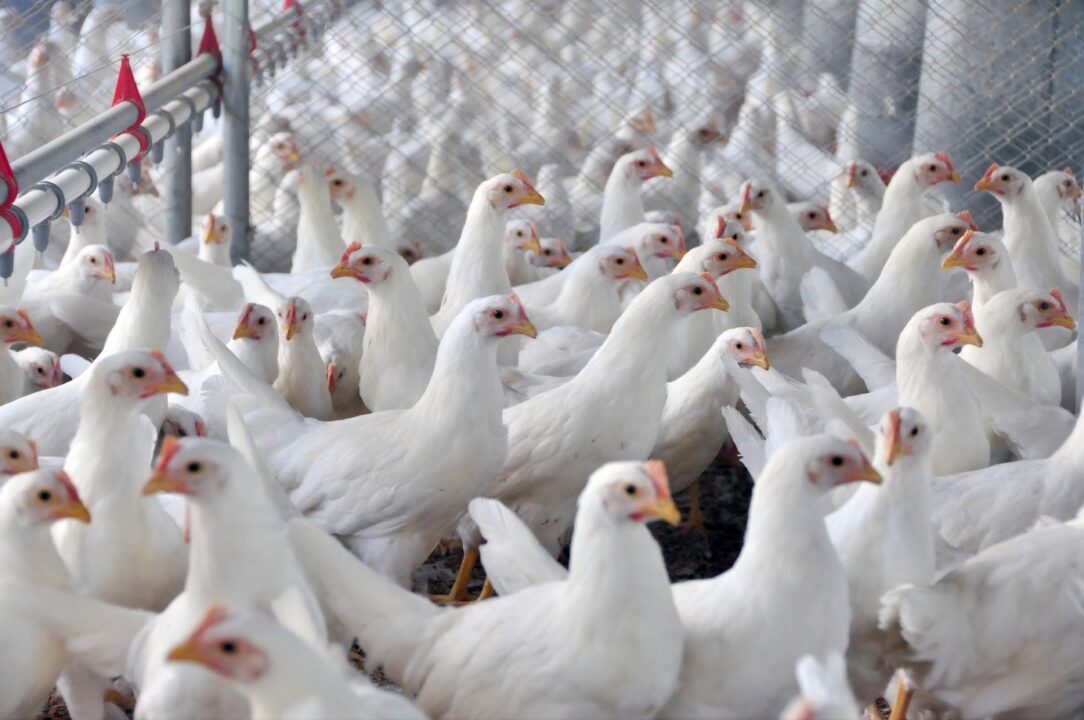 Comércio de aves entre China e Rússia muda de direção em 2026