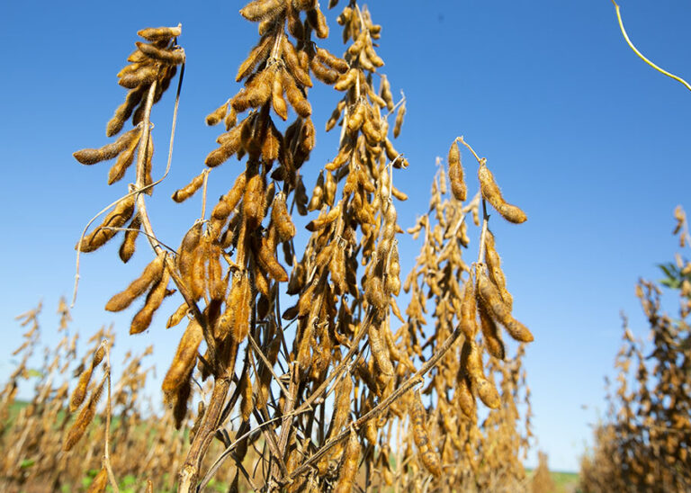 Embrapa identifica tolerância STS em 15% das cultivares de soja avaliadas