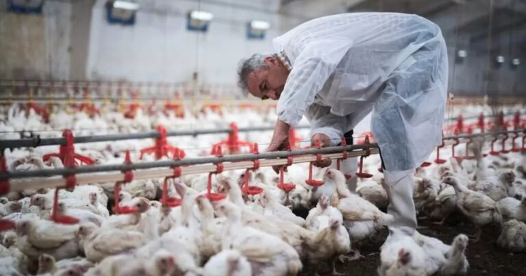 Biosseguridade no aviário: pequenas falhas repetidas ampliam risco sanitário