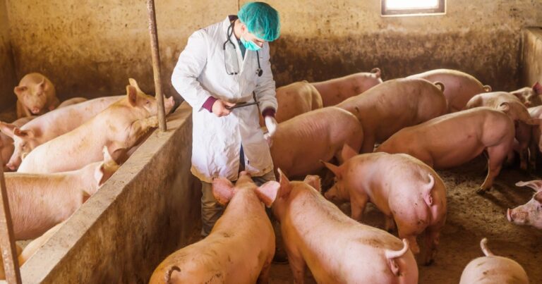 Médico-veterinário antecipa riscos e sustenta a segurança dos alimentos