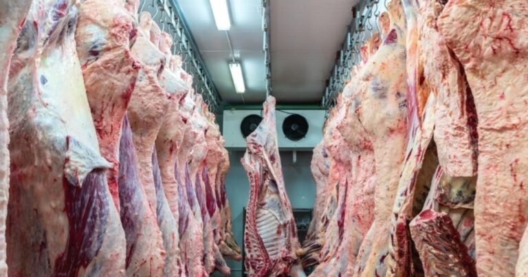 Embarques de carne bovina à China recuam 81,4% via contêiner em julho