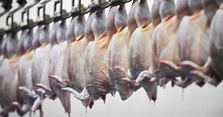Exportações de frango crescem 24,8% e chegam a 492,6 mil toneladas em agosto