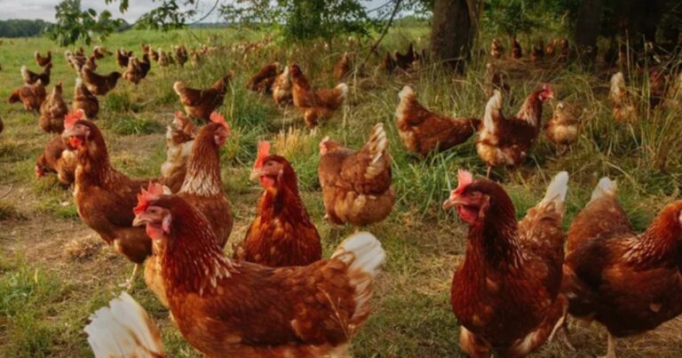 Mercado de ovos se diversifica e exige atenção às regras de produção e rotulagem