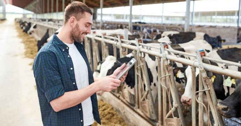 Dados e IA ampliam monitoramento individual de bovinos em fazenda nos EUA