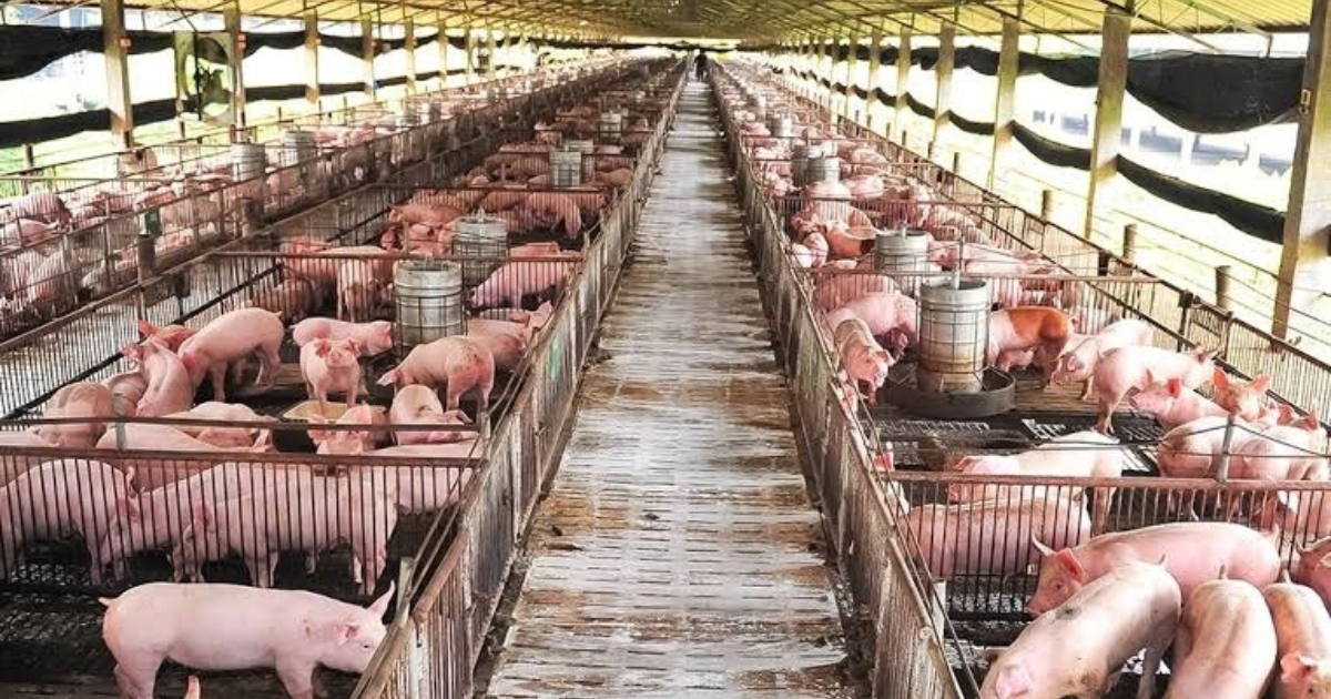 Oferta elevada pressiona suinocultura e prejuízo chega a R$ 180 por animal