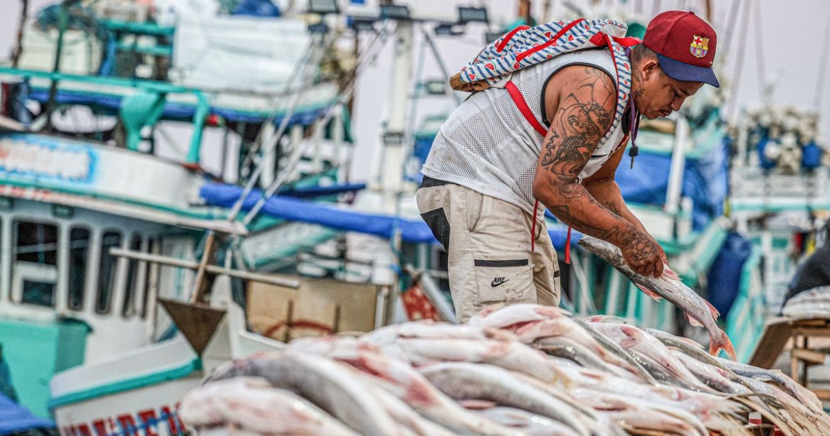 Tilápia custa R$ 12,29/kg no atacado da Ceagesp durante Semana do Pescado