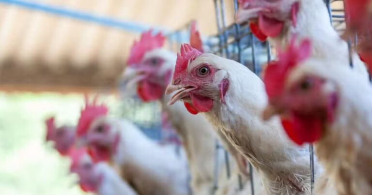 UE mantém restrição ao frango brasileiro após auditoria sanitária