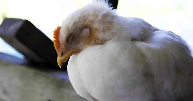 USDA confirma novos casos de H5N1 em aves comerciais e gado leiteiro