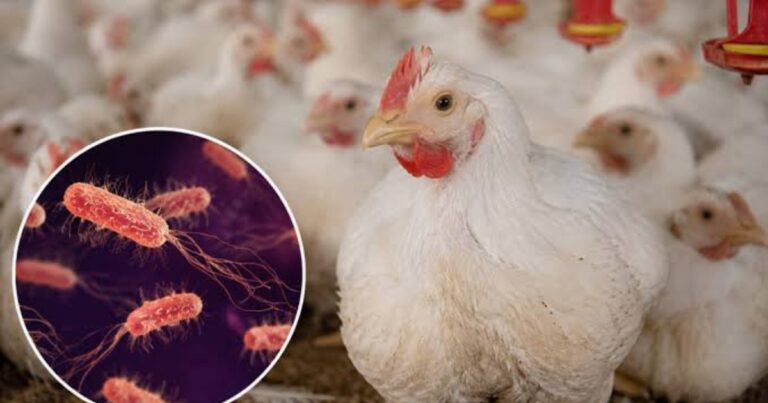 Ovos importados entram no foco de surto de Salmonella no Reino Unido