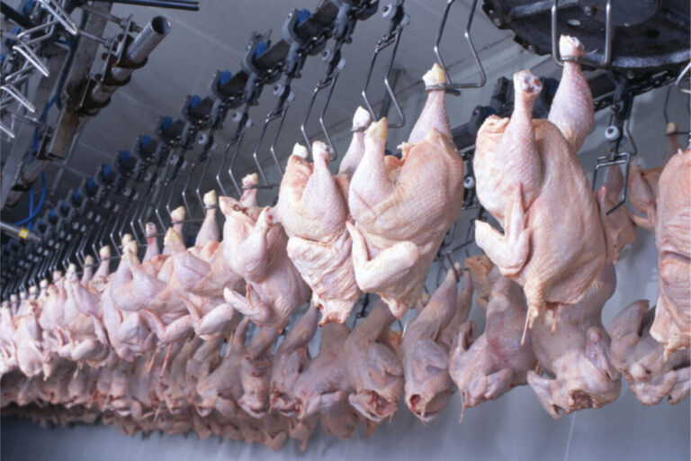 Setor britânico teme aumento das importações de frango brasileiro após restrição da UE