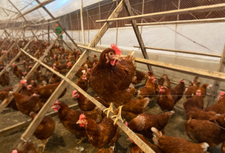 Bem-estar animal e gestão da equipe impulsionam produtividade na Fazenda Speranza