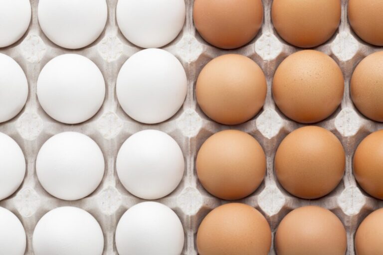 Nutrição nas primeiras fases das matrizes pesadas influencia desempenho reprodutivo