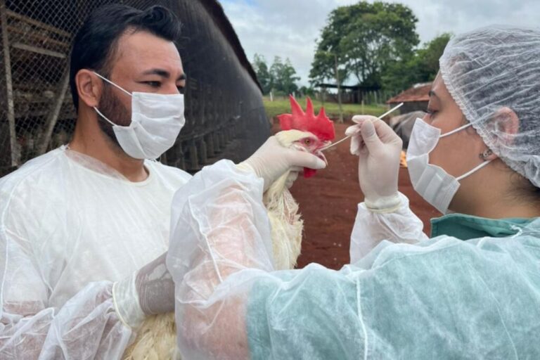 Do laboratório ao aviário: exames ajudam a detectar riscos antes das perdas no lote