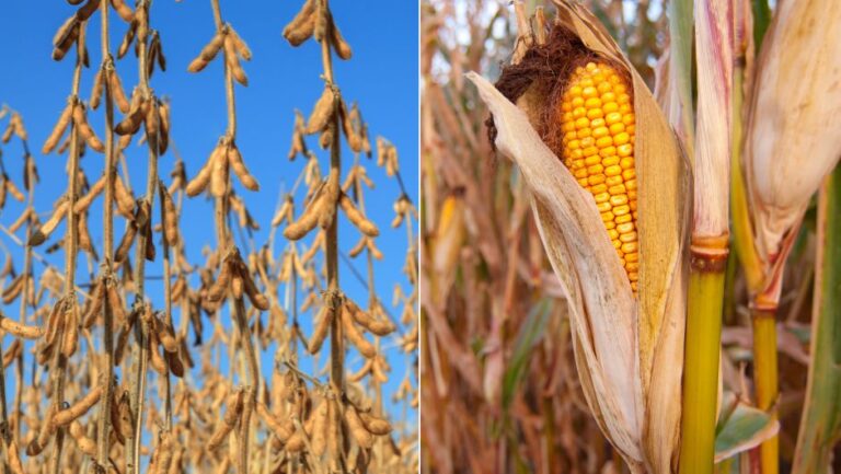 Soja e milho puxam recorde de R$ 927,2 bilhões na produção agrícola