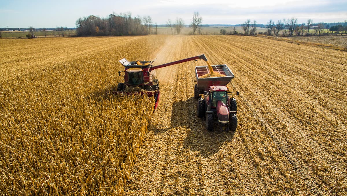 Milho e boi avançam na B3 em agosto e colocam commodities agropecuárias entre os destaques do mês
