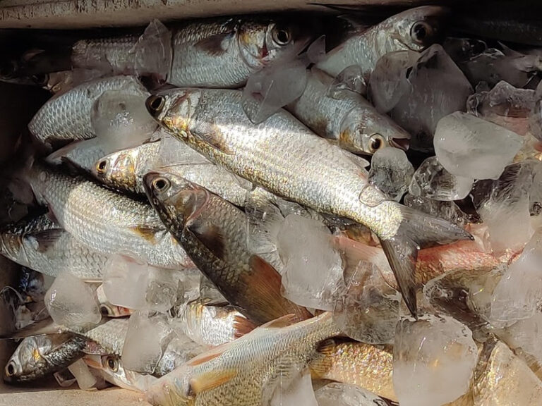 Estudo aponta valor nutricional e econômico do pescado da pesca artesanal em Santos–São Vicente