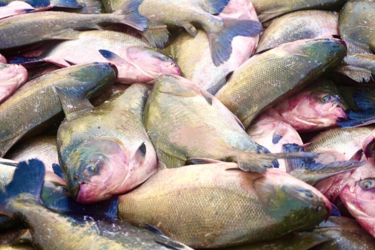 Tambaqui fecha a R$ 13,33/kg no atacado da Ceagesp após Semana do Pescado