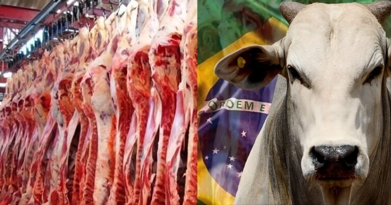 Nova cota dos EUA amplia espaço para carne bovina brasileira