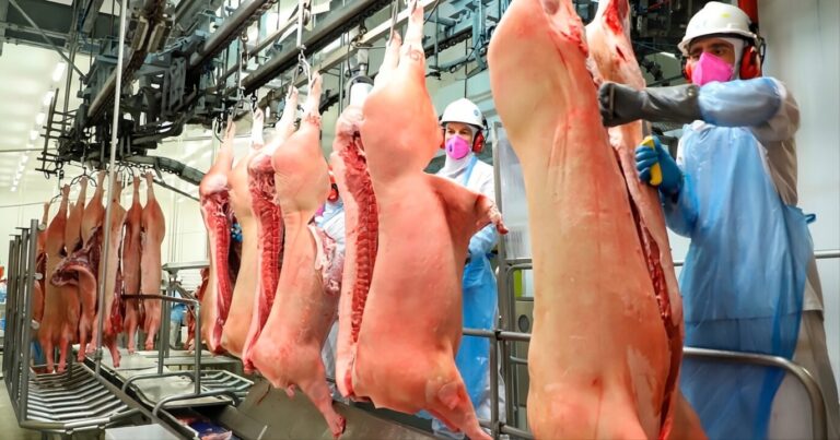 Demanda aquece mercado e carcaça suína acumula alta de 7,39% em setembro