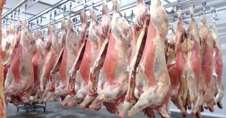 Abate bovino bate recorde e chega a 10,72 milhões de cabeças no segundo trimestre