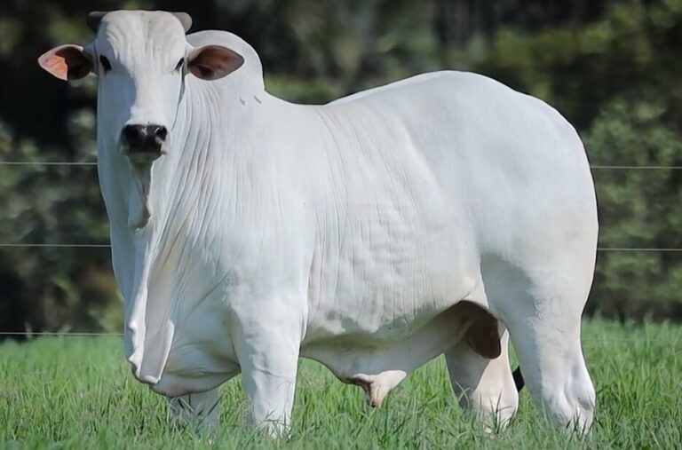 Arroba do boi gordo chega a R$ 379,40 em SP e reduz diferença frente à carne